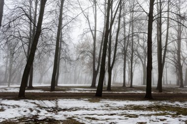 karlı kış park sis içinde