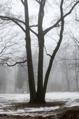 karlı kış park sis içinde