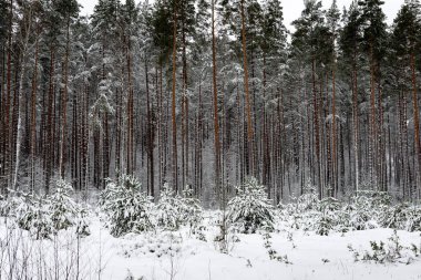 karlı kış orman sis içinde