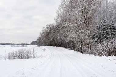 karlı kış orman sis içinde