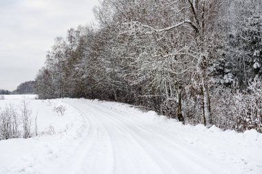 karlı kış orman sis içinde
