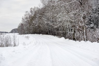 karlı kış orman sis içinde