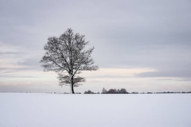 karlı kış orman sis içinde
