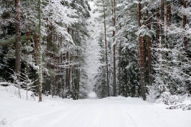 karlı kış orman sis içinde