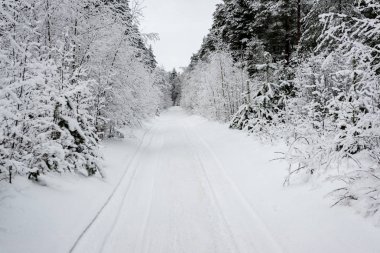 karlı kış orman sis içinde