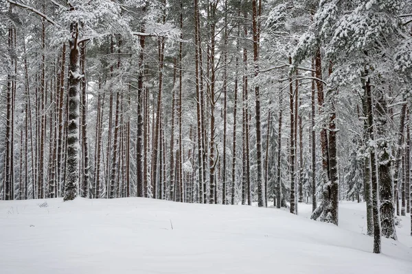 Снежный зимний лес в тумане — стоковое фото