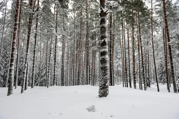 Śnieżna Zima Las we mgle — Zdjęcie stockowe