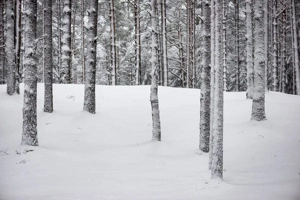 Bosque de invierno nevado en la niebla — Foto de Stock