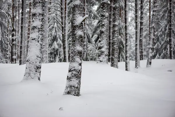 Śnieżna Zima Las we mgle — Zdjęcie stockowe