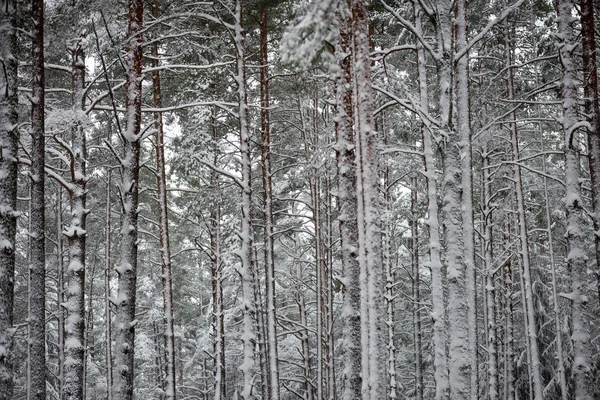안개에 눈 덮인 겨울 숲 — 스톡 사진