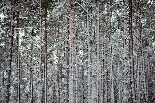 안개에 눈 덮인 겨울 숲 — 스톡 사진