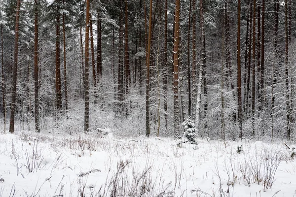 Śnieżna Zima Las we mgle — Zdjęcie stockowe