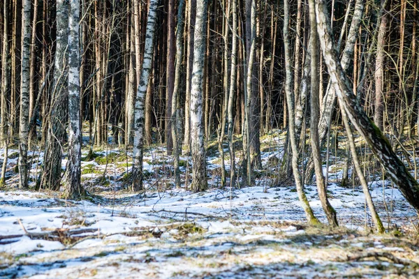 Snöig vinter park i soligt väder — Stockfoto