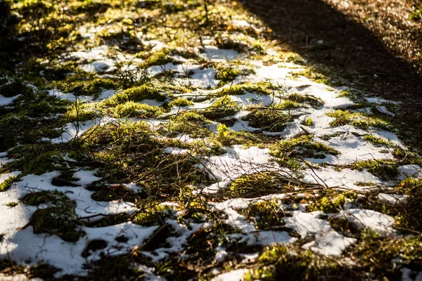 晴れた日の雪の冬公園 — ストック写真