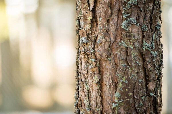 снежный зимний парк в солнечную погоду

