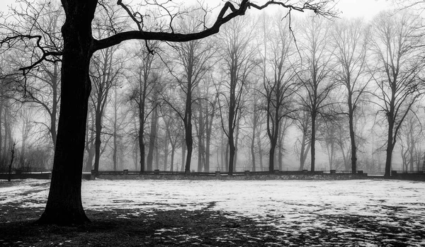 霧の中で雪に覆われた冬の公園 — ストック写真