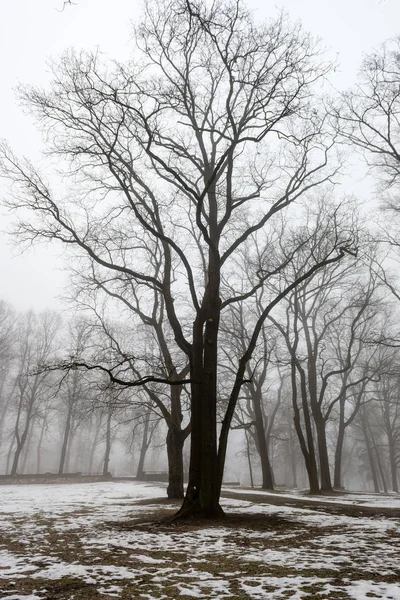 Nevado parque de invierno en la niebla —  Fotos de Stock