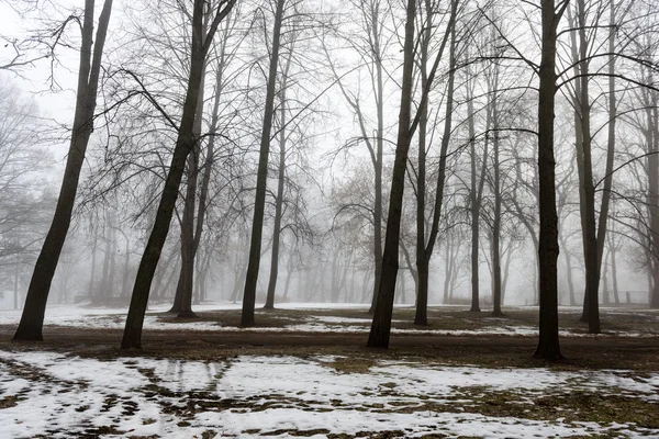 Karlı kış park sis içinde — Stok fotoğraf