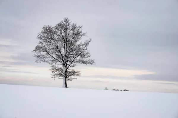 Bosque de invierno nevado en la niebla —  Fotos de Stock