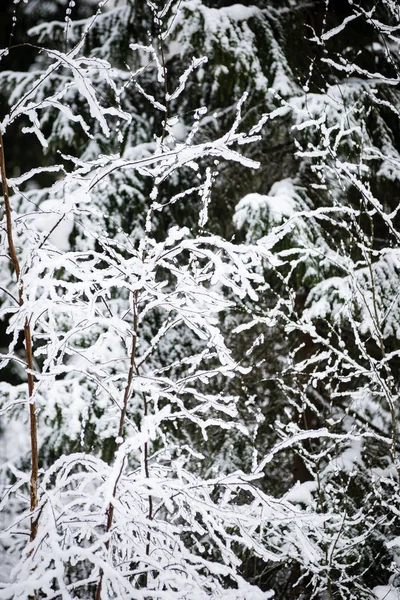 Foresta invernale nevosa nella nebbia — Foto Stock