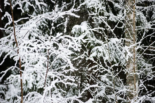 Floresta nevada do inverno na névoa — Fotografia de Stock