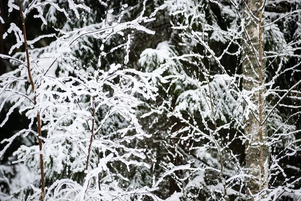 Forêt enneigée d'hiver dans la brume — Photo