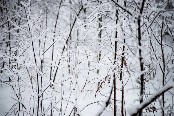 Snörik vinter skog i dimma — Stockfoto