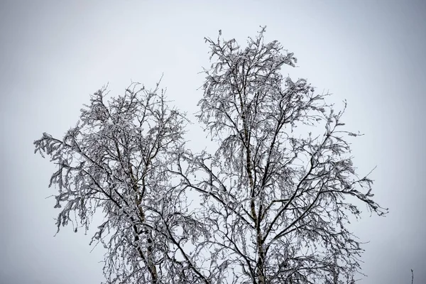 Snowy winter bos in mist — Stockfoto