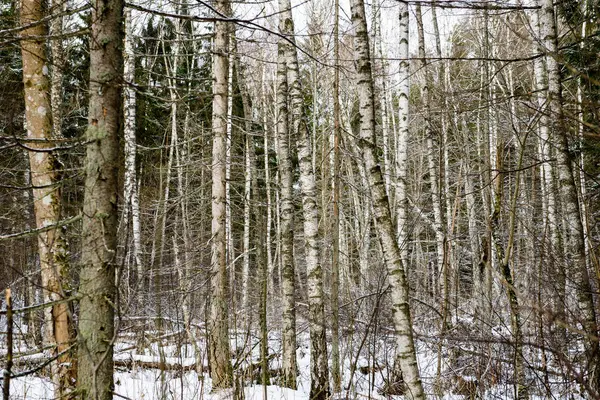 Floresta nevada do inverno na névoa — Fotografia de Stock