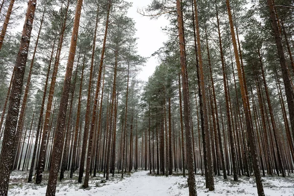 Śnieżna Zima Las we mgle — Zdjęcie stockowe