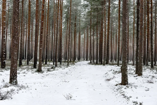 Śnieżna Zima Las we mgle — Zdjęcie stockowe