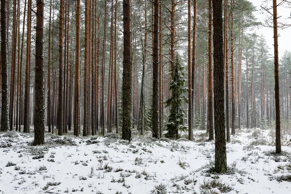 Śnieżna Zima Las we mgle — Zdjęcie stockowe