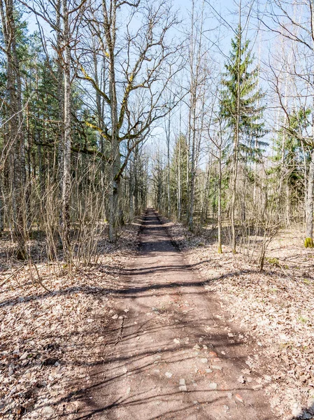 Landweg met bomen — Stockfoto