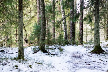 Kışın donmuş kırsal sahne