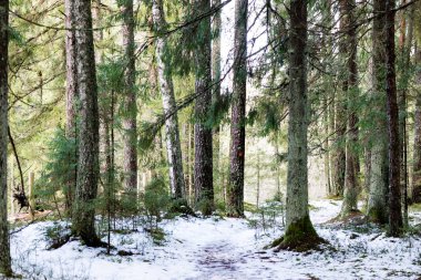 Kışın donmuş kırsal sahne