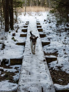Kışın donmuş kırsal sahne