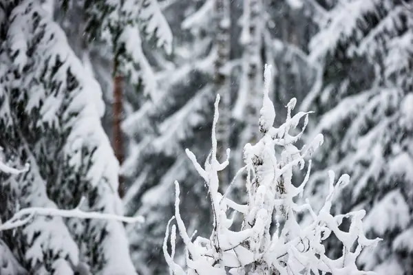 Gefrorene Landschaft im Winter — Stockfoto