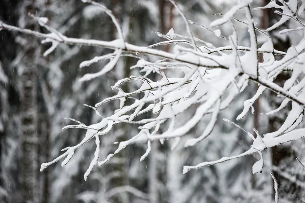 Scène de campagne gelée en hiver — Photo