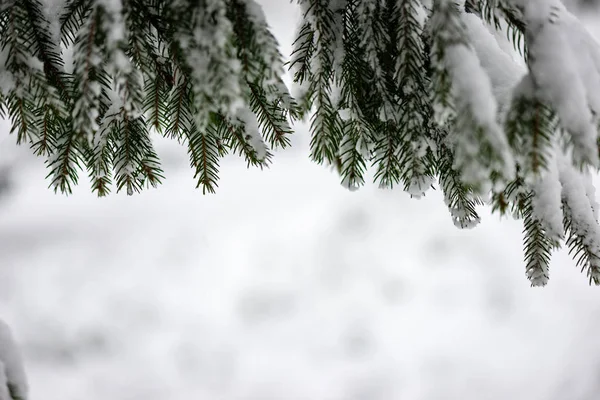 Scène de campagne gelée en hiver — Photo