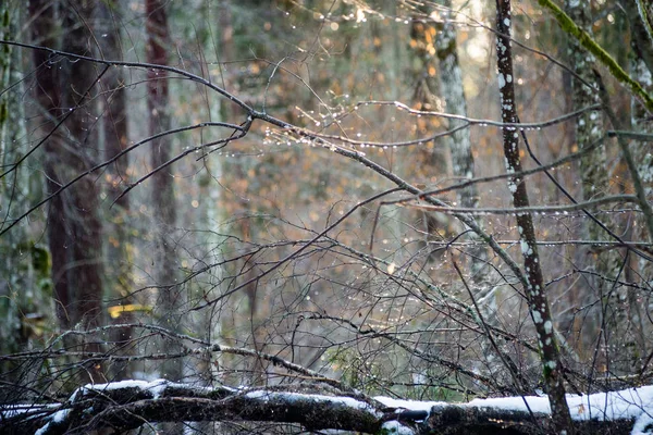 Scena di campagna congelata in inverno — Foto Stock