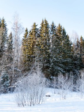 Kışın donmuş kırsal sahne