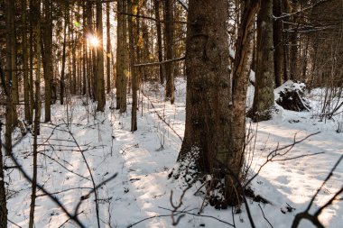 Kışın donmuş kırsal sahne