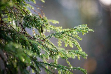 moss ile eski Orman ağaçları ve güneş ışınlarının kaplı