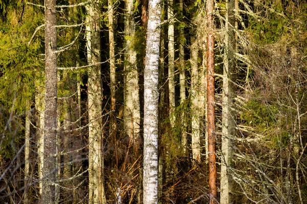 Floresta velha com musgo coberto de árvores e raios de sol — Fotografia de Stock