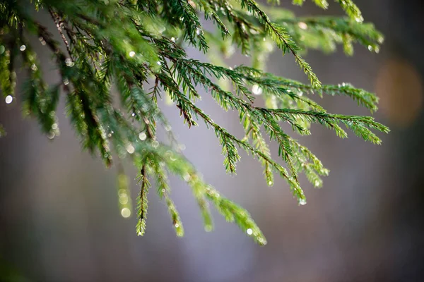 Régi erdei moha alá tartozó fák és a nap sugarai — Stock Fotó
