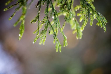 moss ile eski Orman ağaçları ve güneş ışınlarının kaplı