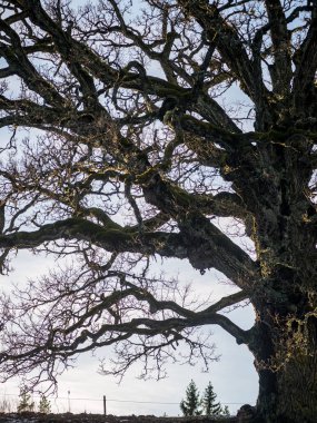 moss ile eski Orman ağaçları ve güneş ışınlarının kaplı