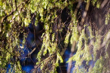moss ile eski Orman ağaçları ve güneş ışınlarının kaplı