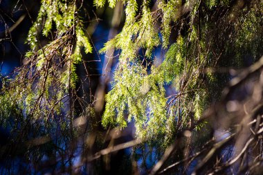moss ile eski Orman ağaçları ve güneş ışınlarının kaplı