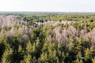 Sisli ormanın panoramik görünüm